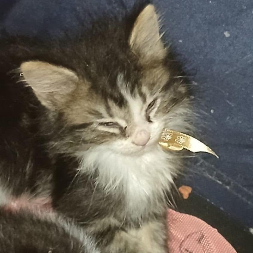 A.B., Adoptable, Young Female Domestic Long Hair.