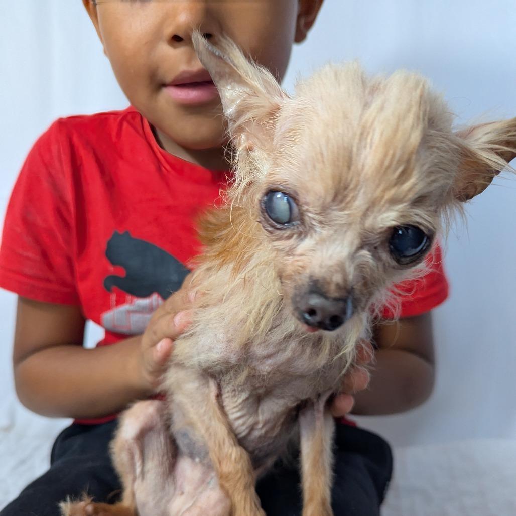 Eliza, Adoptable, Senior Female Chihuahua.