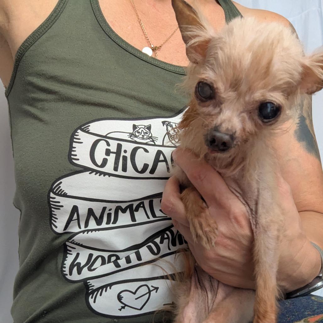Eliza, a Adoptable Chihuahua in Romeoville, IL image 2/4