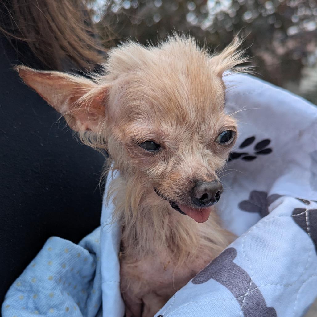Eliza, a Adoptable Chihuahua in Romeoville, IL image 4/4