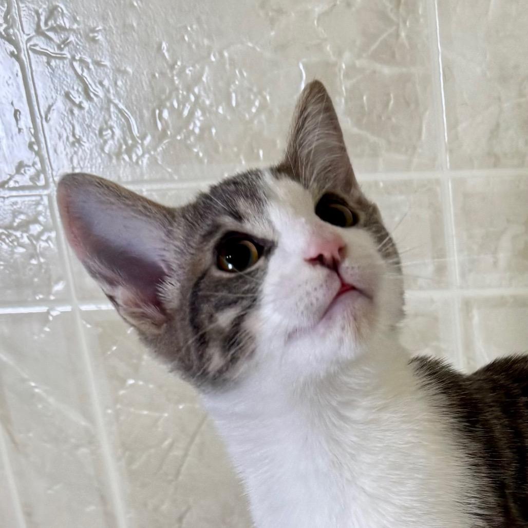 Enlarge Ted, a Adoptable Domestic Short Hair in Franklin, NC image 1/6
