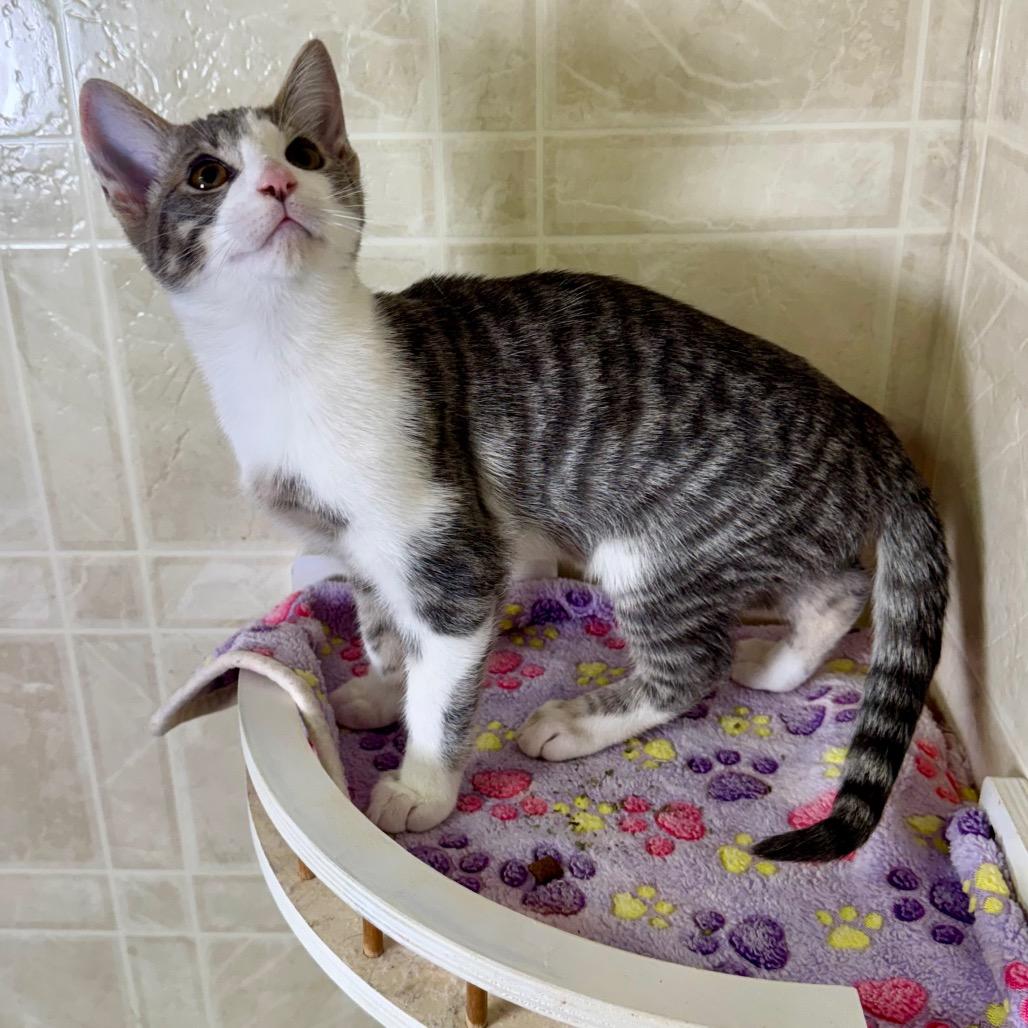Enlarge Ted, a Adoptable Domestic Short Hair in Franklin, NC image 2/6