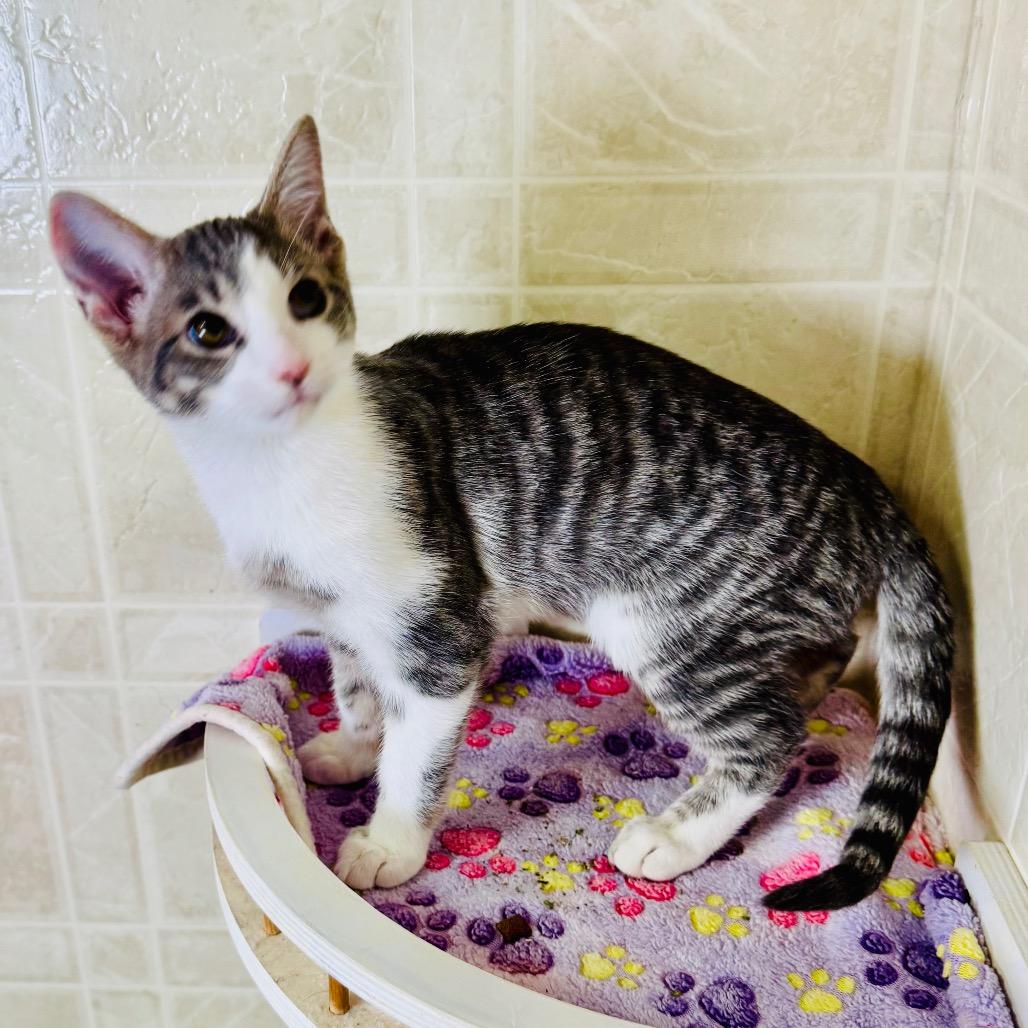 Enlarge Ted, a Adoptable Domestic Short Hair in Franklin, NC image 3/6