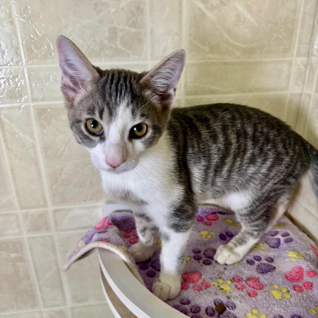 Enlarge Ted, a Adoptable Domestic Short Hair in Franklin, NC image 4/6