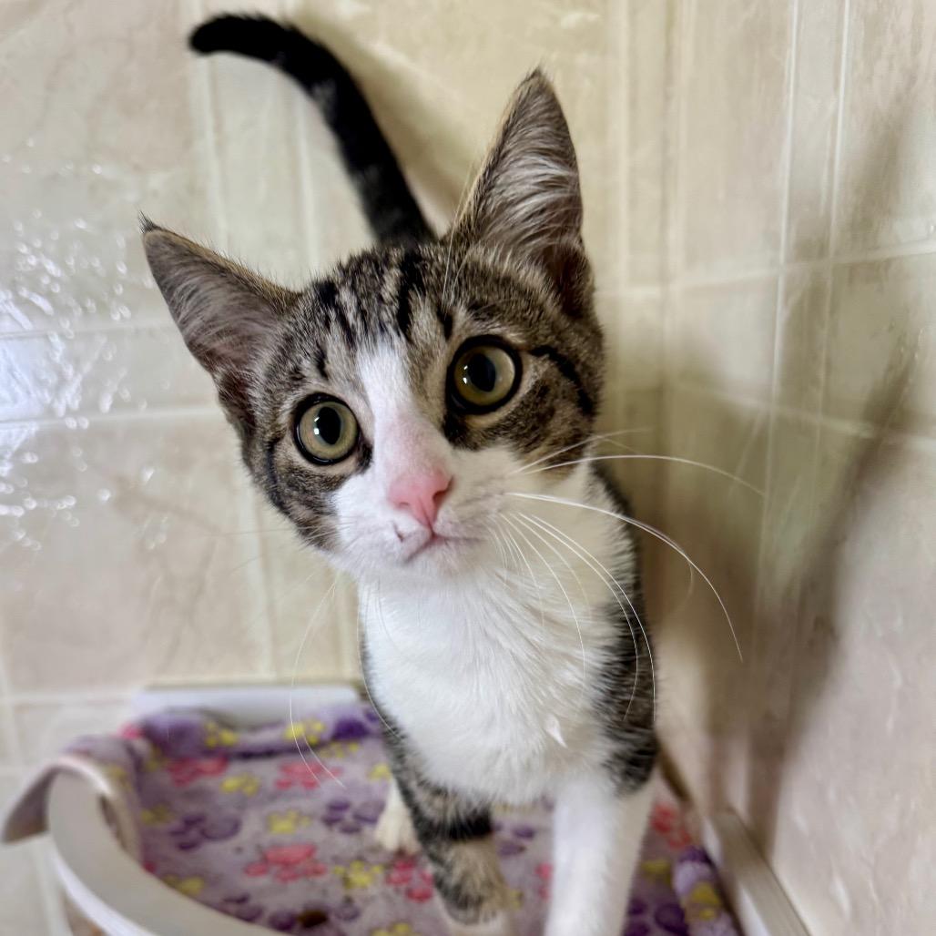 Enlarge Ted, a Adoptable Domestic Short Hair in Franklin, NC image 6/6
