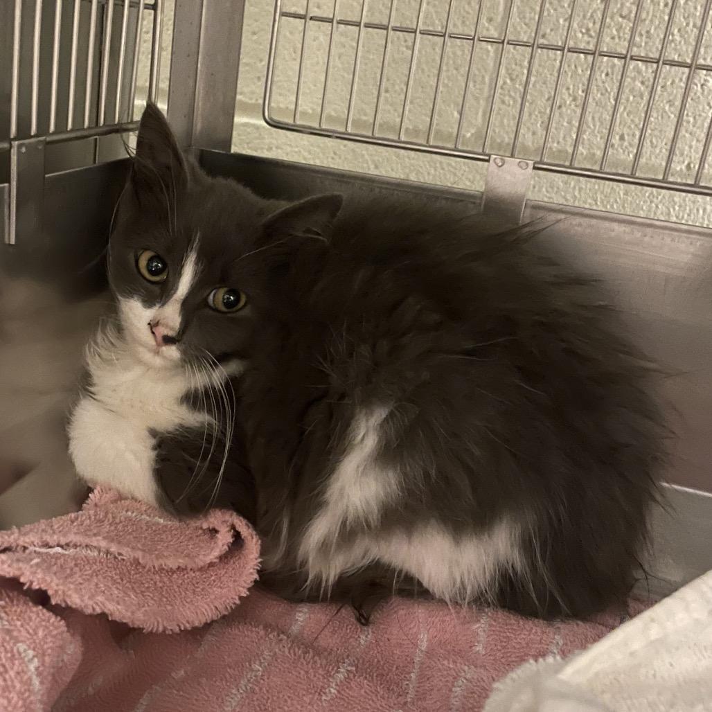 Enlarge Snickers, a Adoptable Domestic Long Hair in Bristol, IN image 1/1