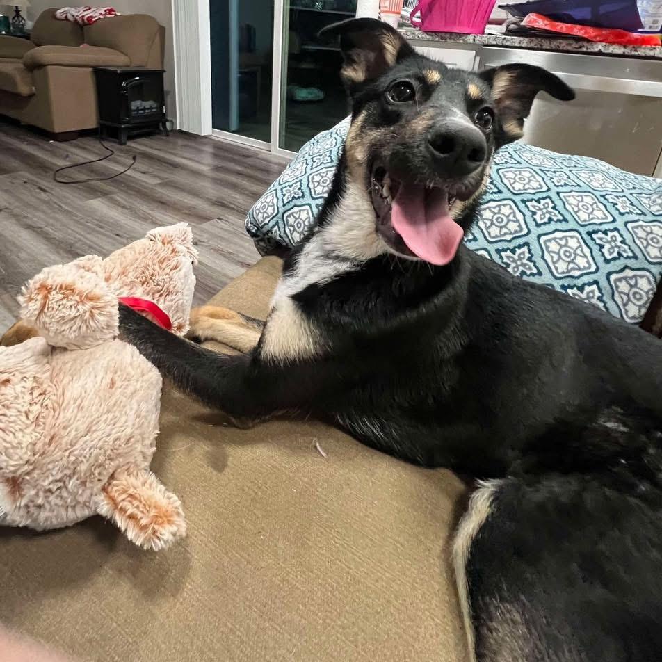 Roxie, an adopted mixed breed in Fort Worth, TX image 3/5