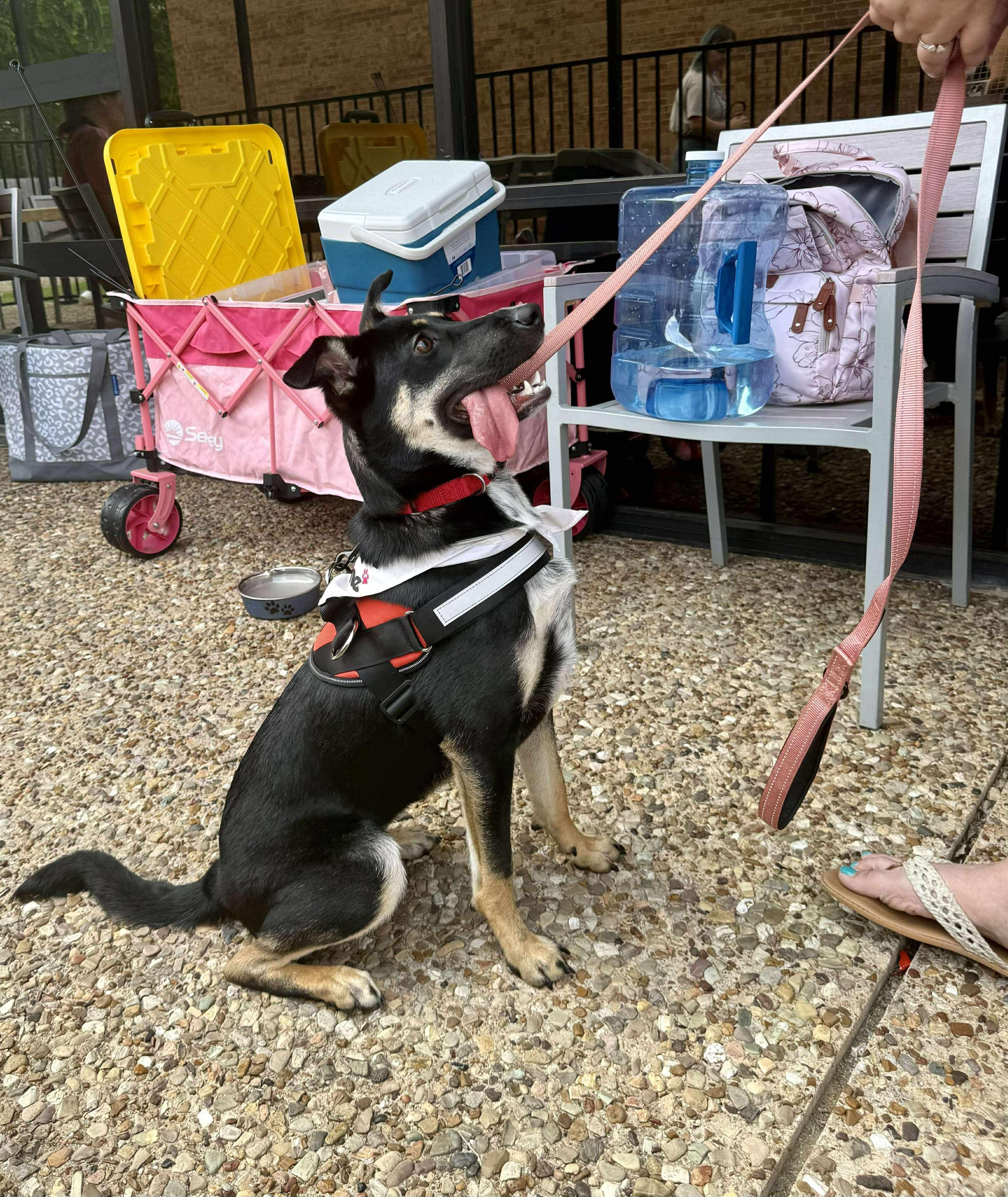 Roxie, an adopted mixed breed in Fort Worth, TX image 4/5