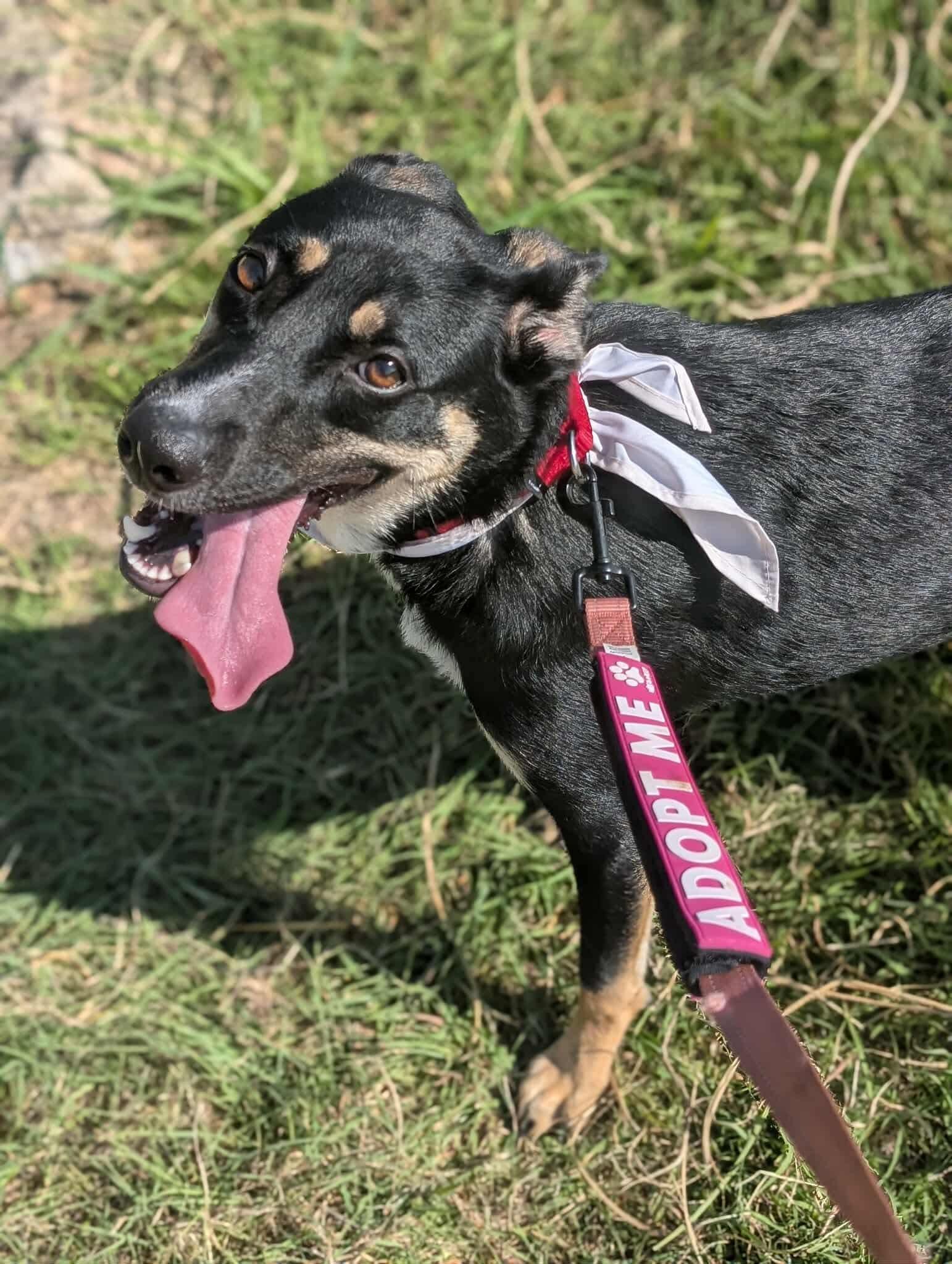 Roxie, an adopted mixed breed in Fort Worth, TX image 5/5