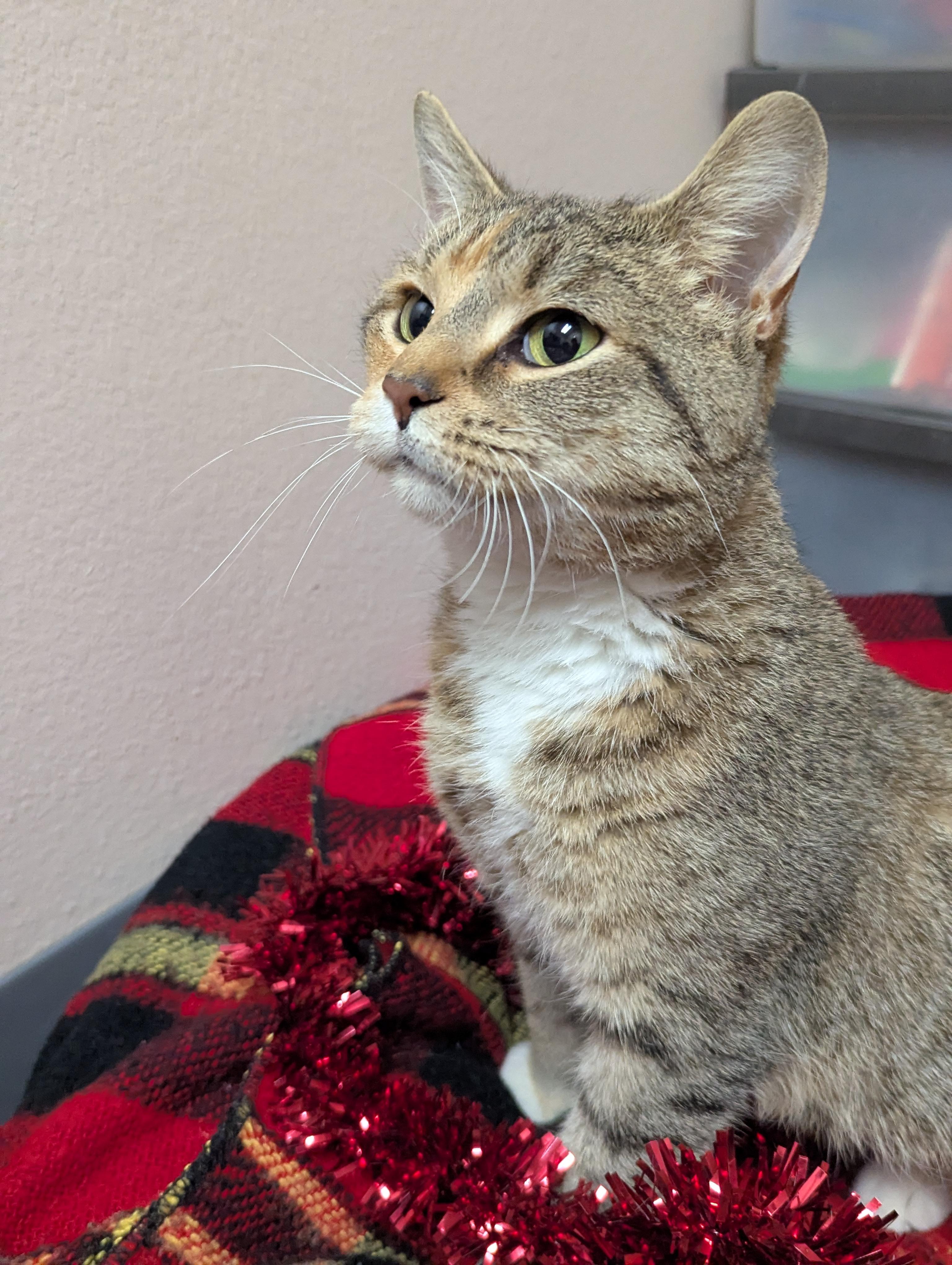 Enlarge Peppermint, an adoptable Domestic Short Hair in Oconto, WI image 5/5