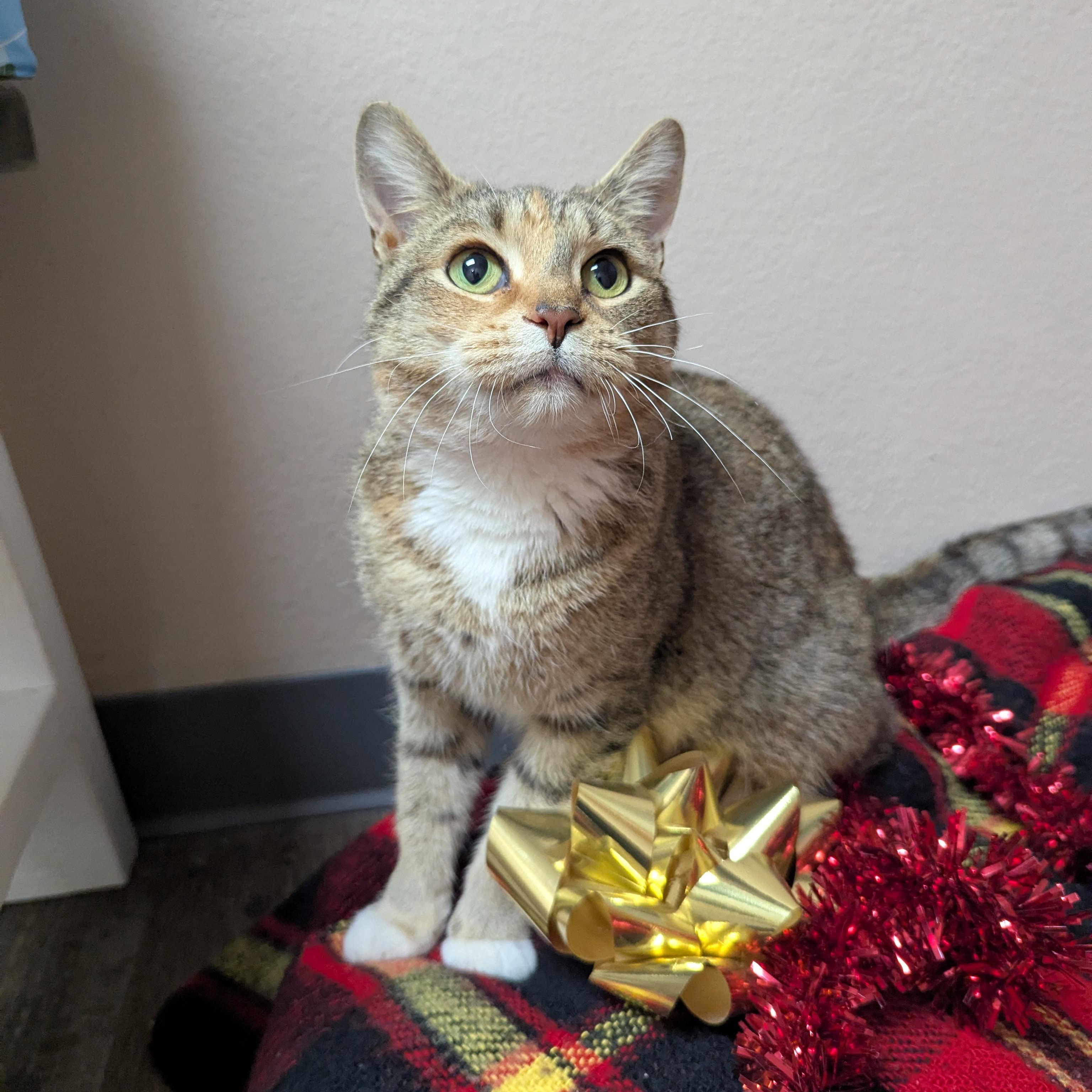 Enlarge Peppermint, an adoptable Domestic Short Hair in Oconto, WI image 1/5