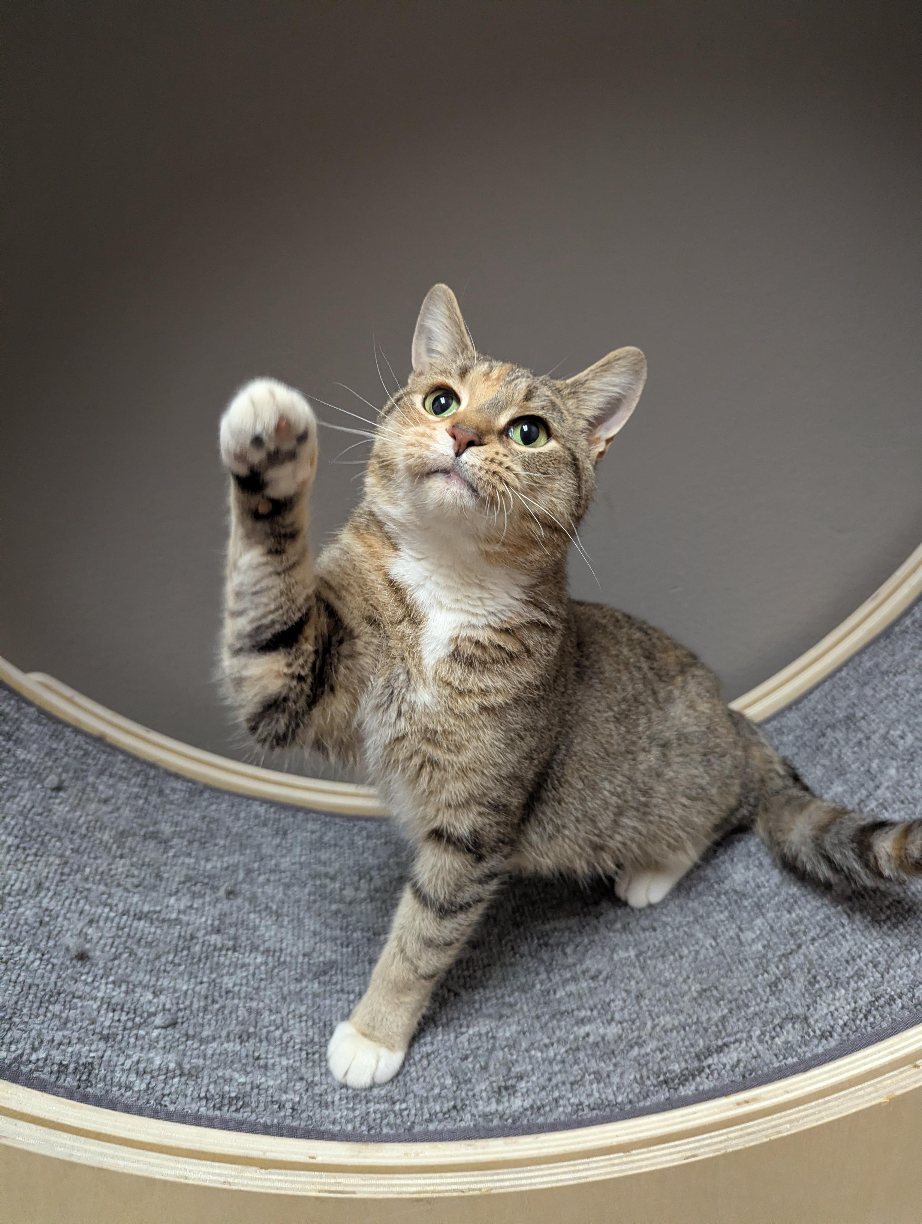 Enlarge Peppermint, an adoptable Domestic Short Hair in Oconto, WI image 4/5