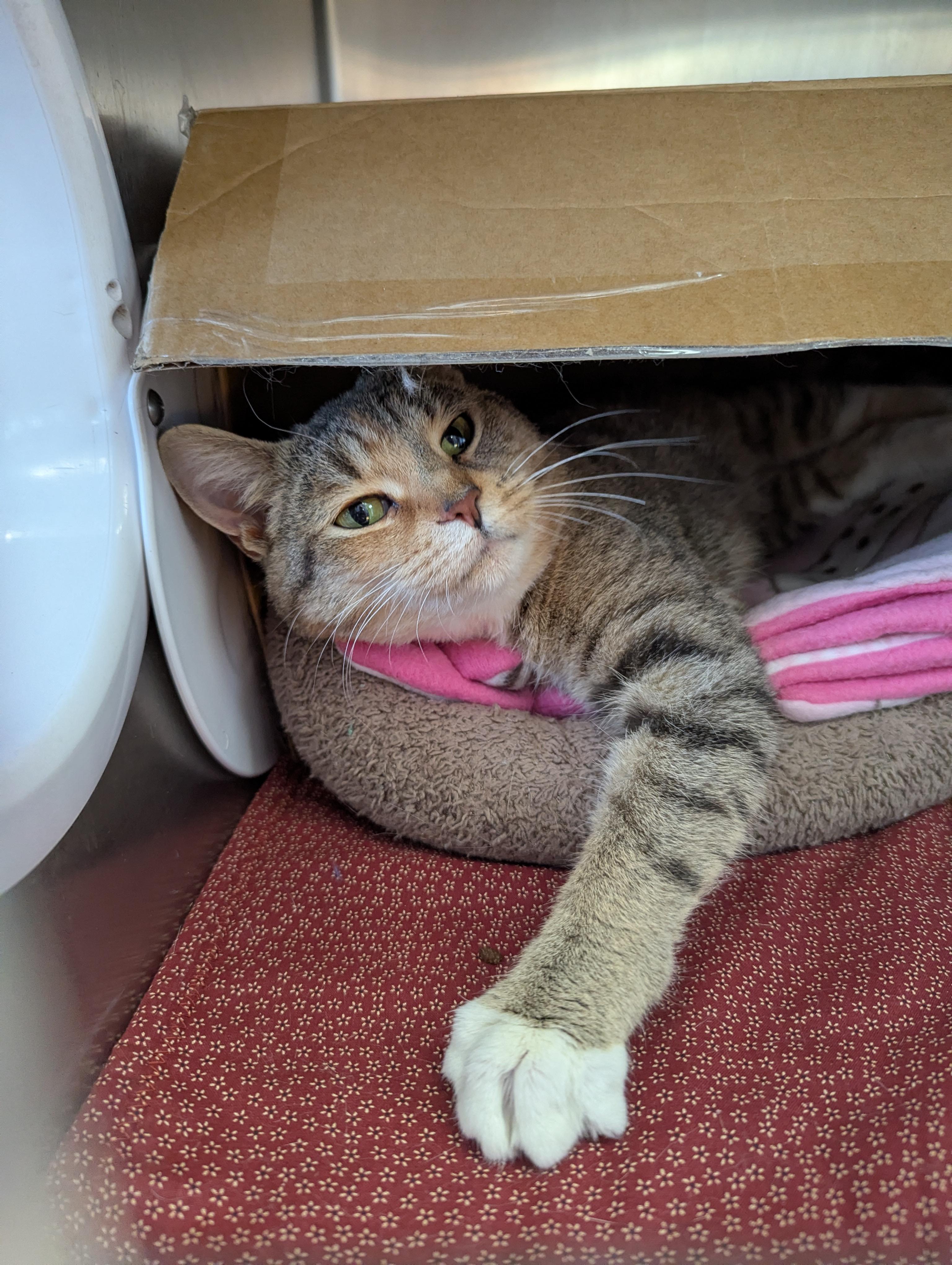 Enlarge Peppermint, an adoptable Domestic Short Hair in Oconto, WI image 3/5