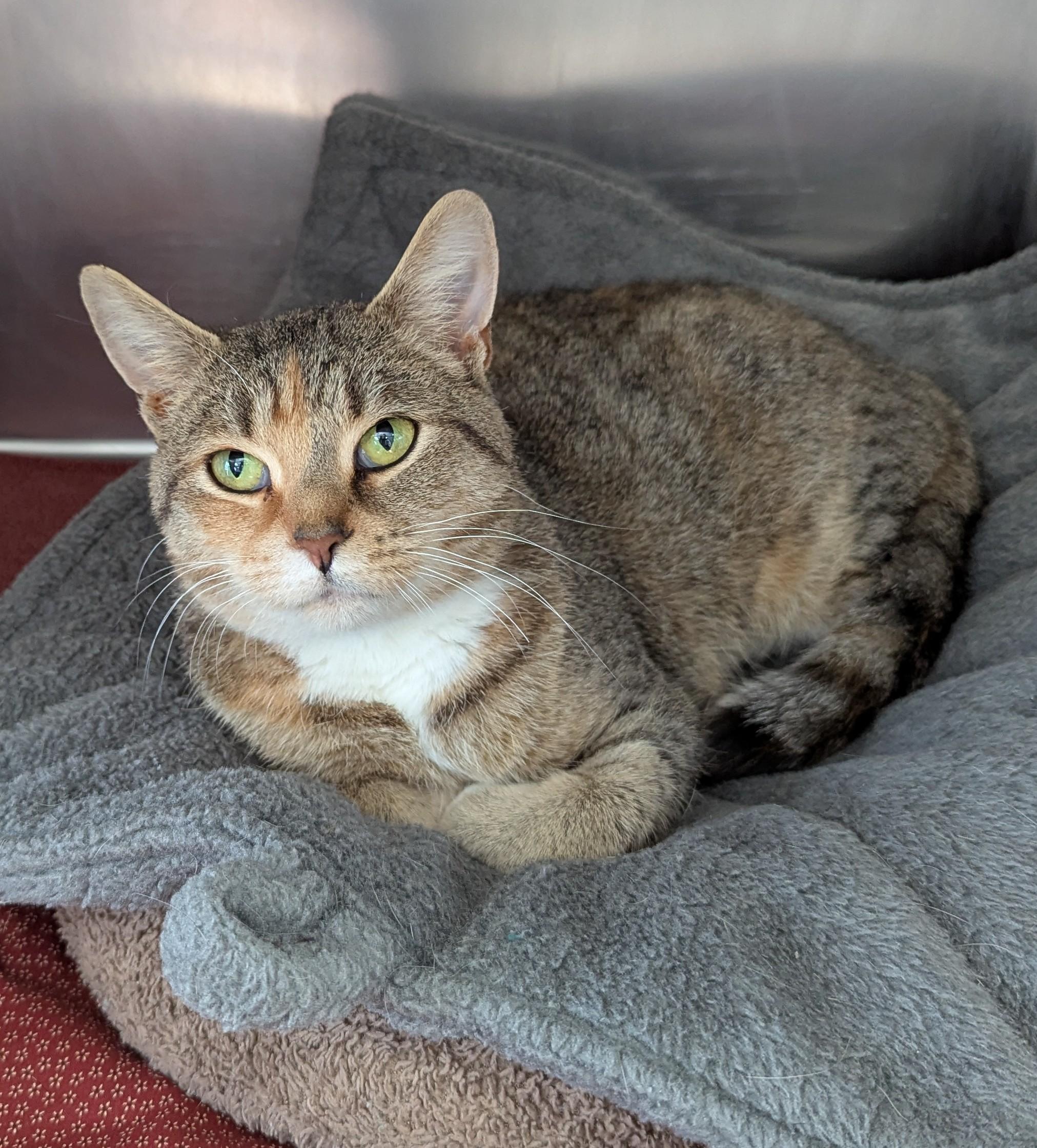 Enlarge Peppermint, an adoptable Domestic Short Hair in Oconto, WI image 2/5