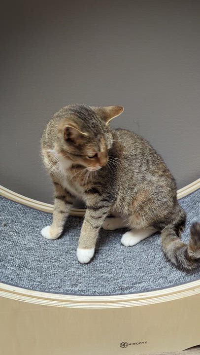 Enlarge Peppermint, an adopted Domestic Short Hair in Oconto, WI video 6/6