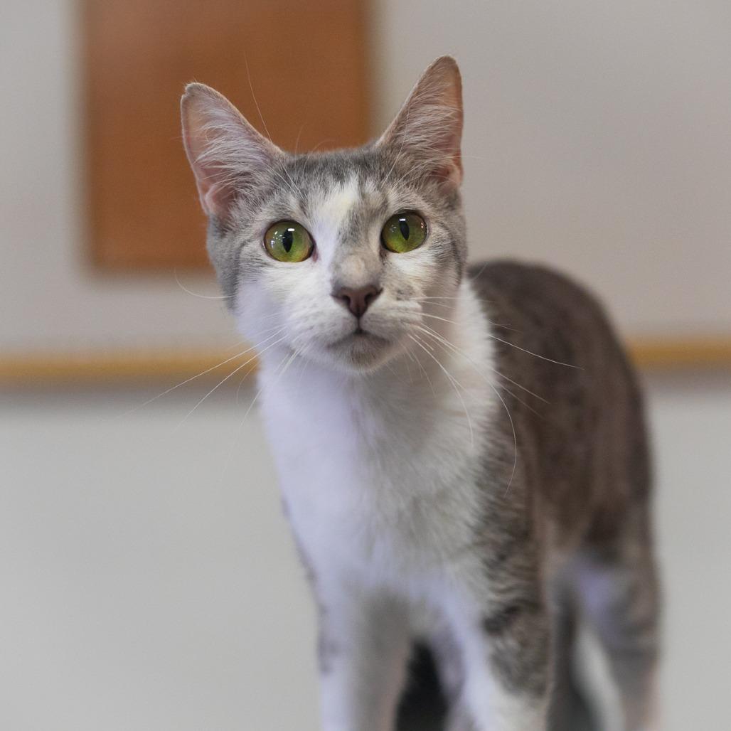 Enlarge Genovese, a Adoptable Domestic Short Hair in Ponte Vedra, FL image 2/4