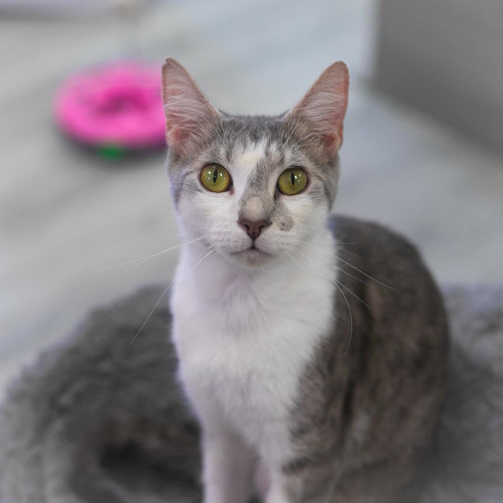Enlarge Genovese, a Adoptable Domestic Short Hair in Ponte Vedra, FL image 3/4