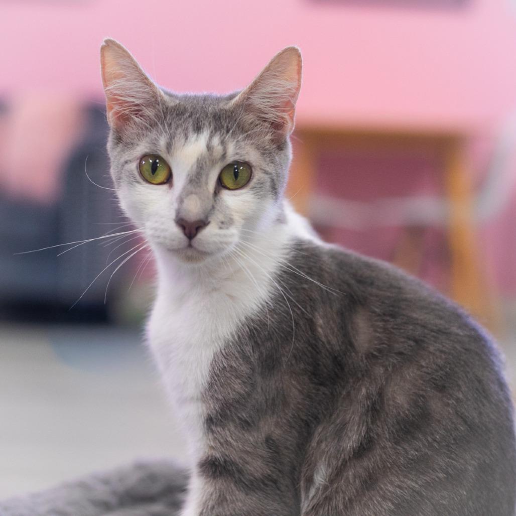 Enlarge Genovese, a Adoptable Domestic Short Hair in Ponte Vedra, FL image 4/4