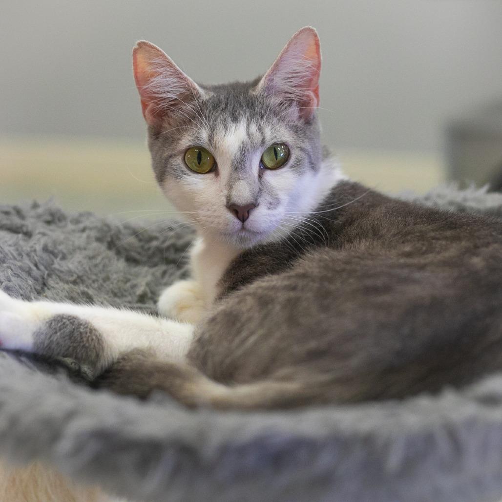 Genovese, Adoptable, Adult Female Domestic Short Hair.