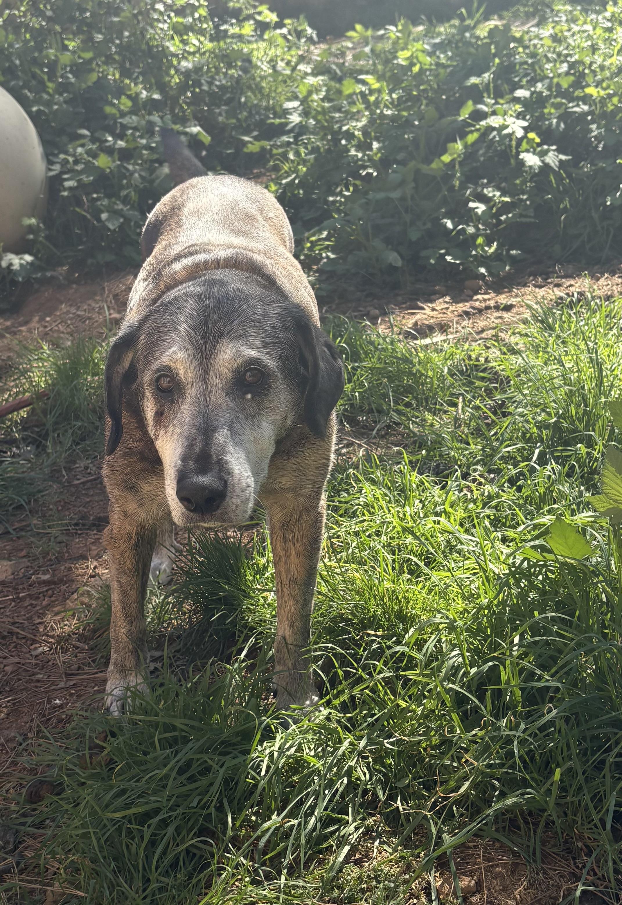 Enlarge Fiona , a Adoptable mixed breed in Oakland, CA image 3/4