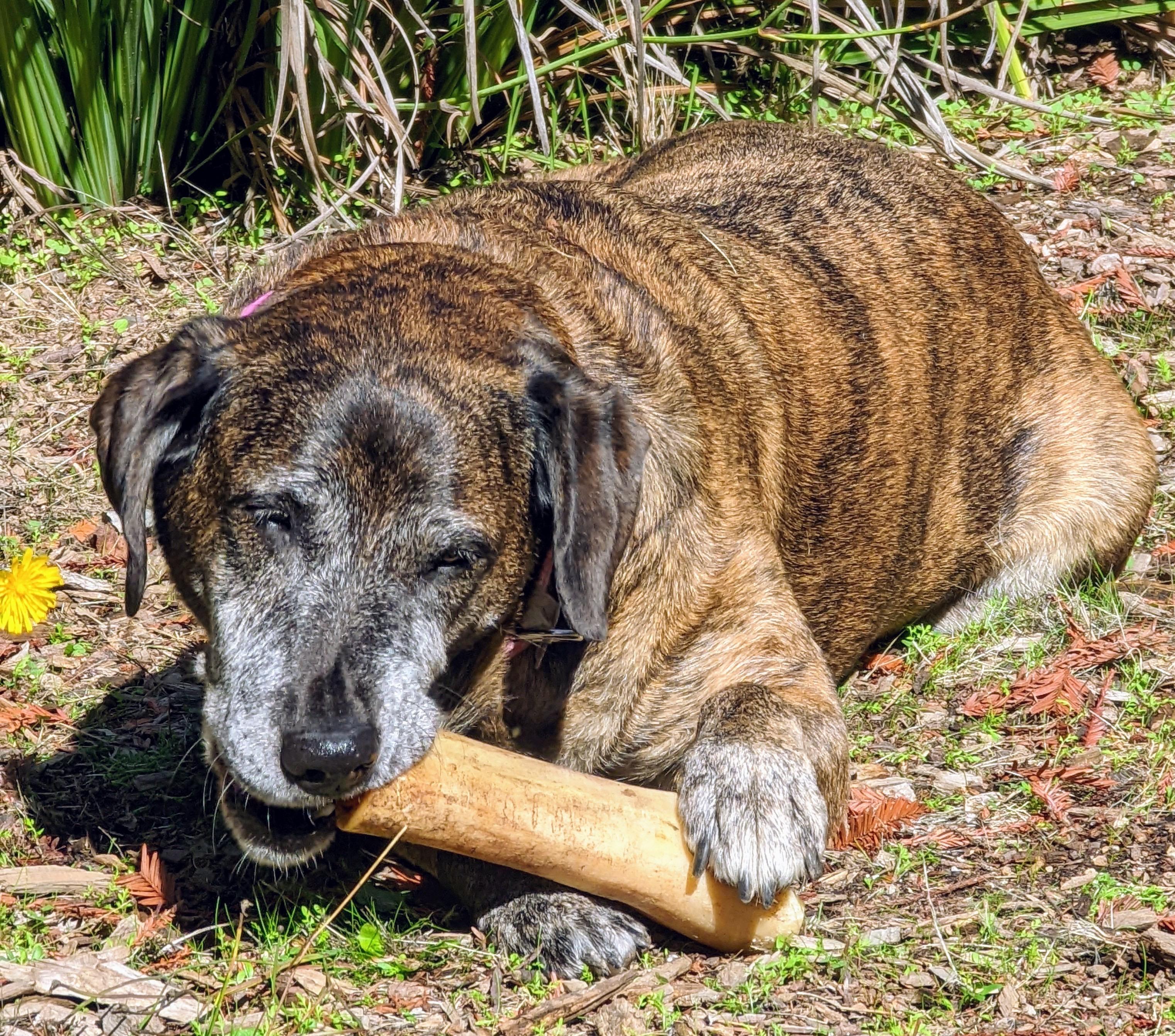 Enlarge Fiona , a Adoptable mixed breed in Oakland, CA image 2/4