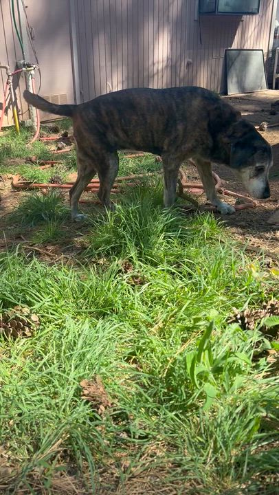 Enlarge Fiona , a Adoptable mixed breed in Oakland, CA video 4/4