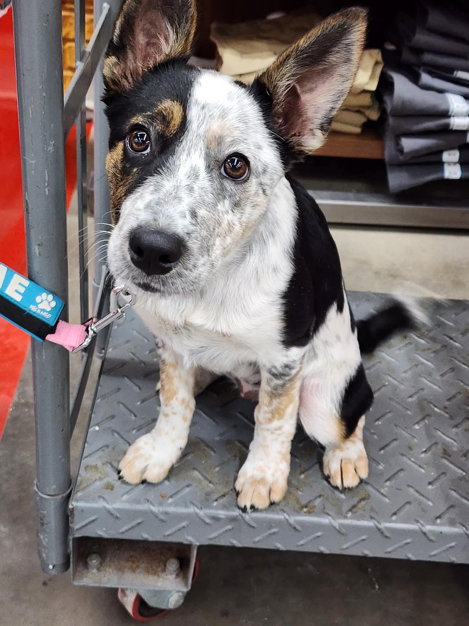 Tater Tot thumbnail 2