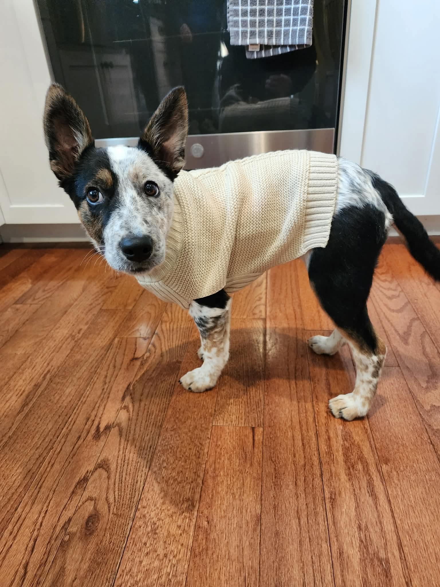 Tater Tot thumbnail 3