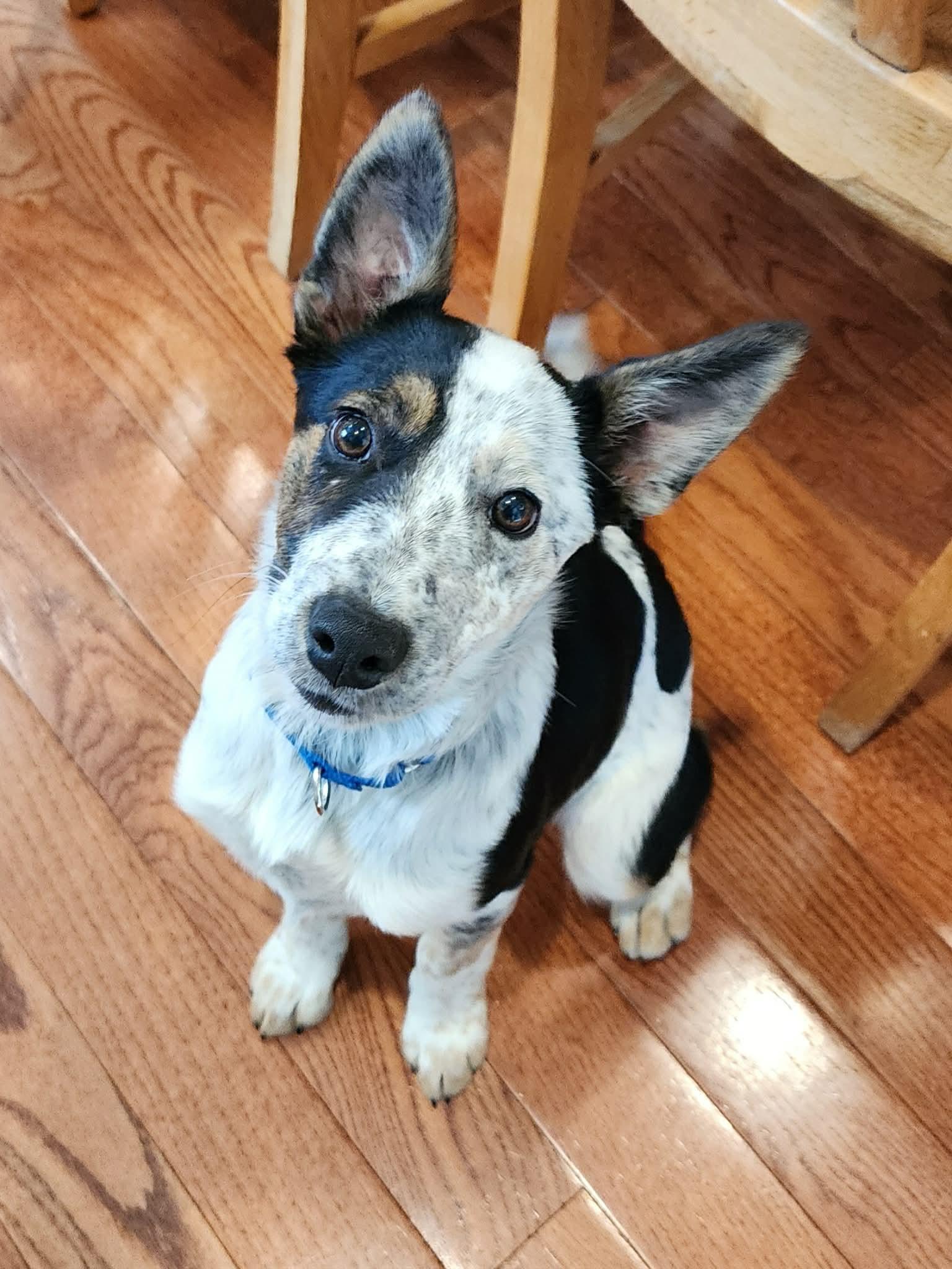 Tater Tot thumbnail 4