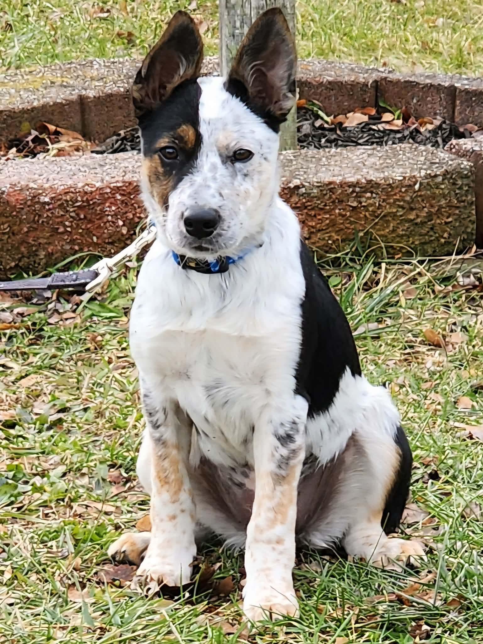 Tater Tot thumbnail 5