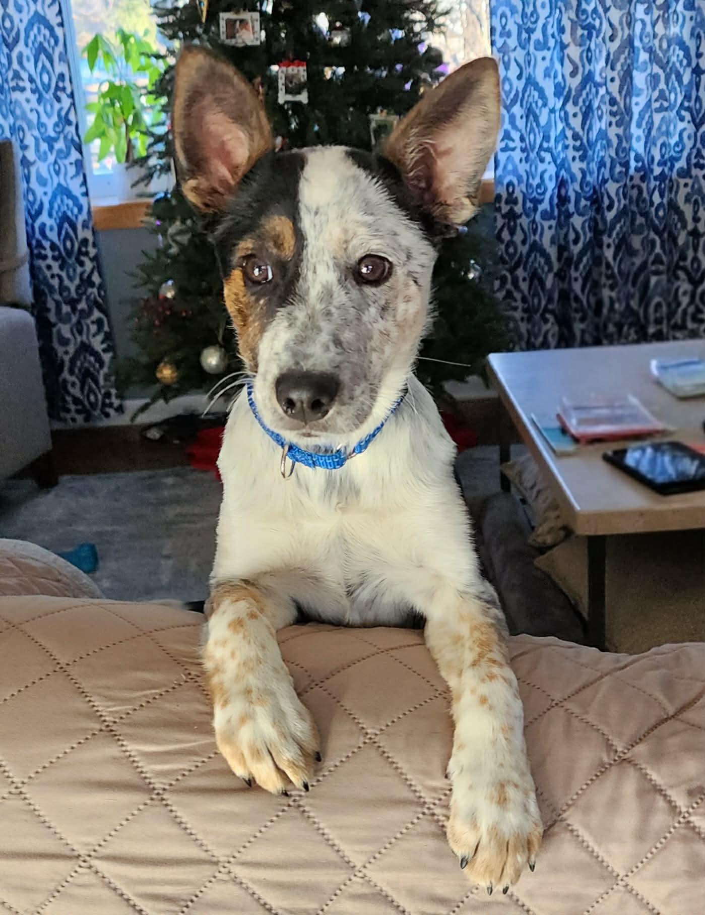 Tater Tot thumbnail 6