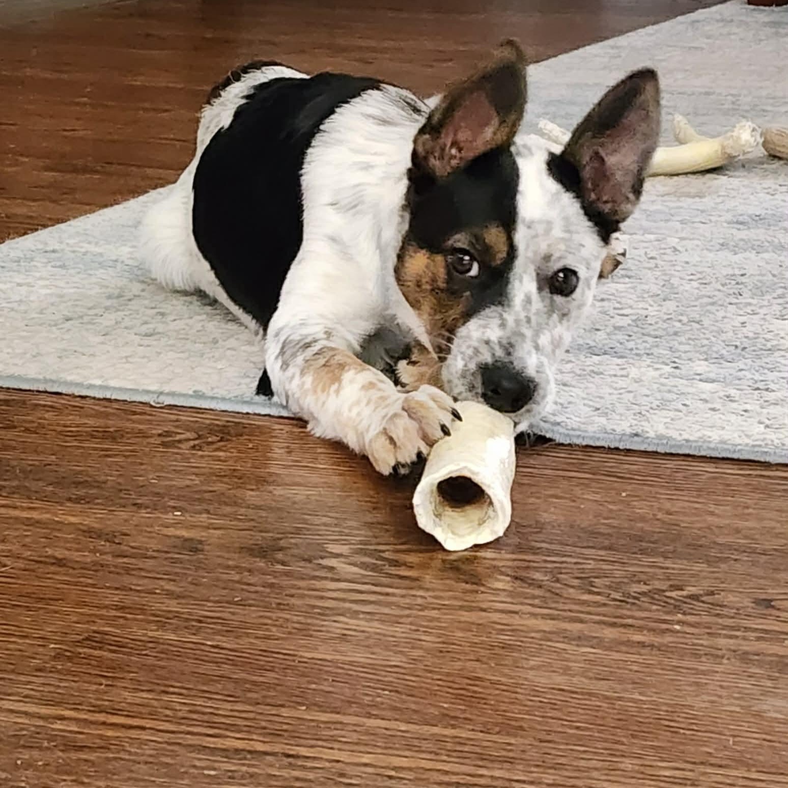 Tater Tot thumbnail 7