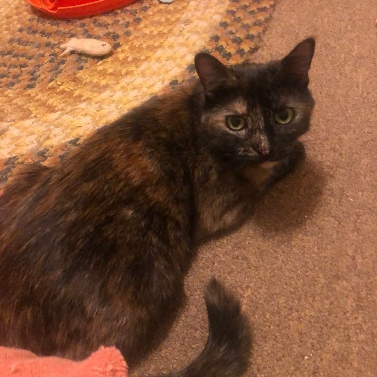 Bonnie, Adoptable, Adult Female Domestic Short Hair.