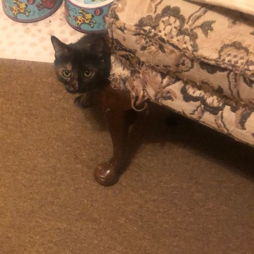 Bonnie, a Adoptable Domestic Short Hair in Garden City, MI image 2/6