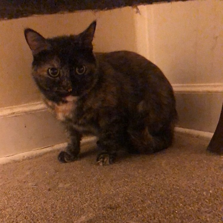 Bonnie, Adoptable, Adult Female Domestic Short Hair.