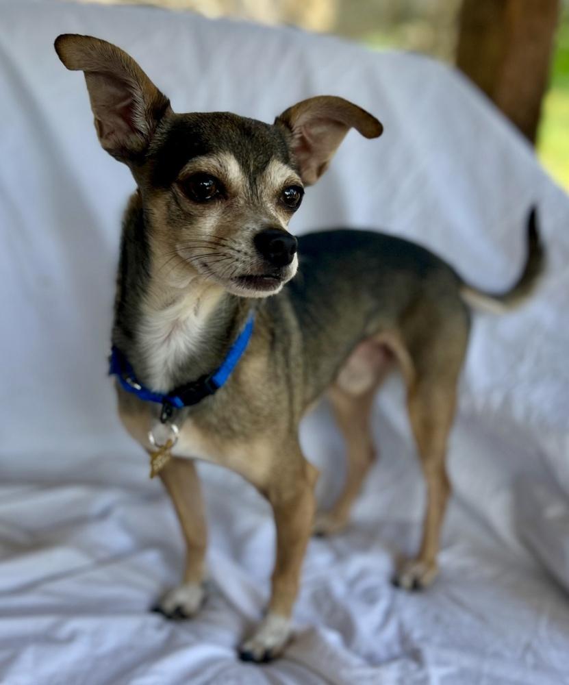 Irving, Adoptable, Adult Male Chihuahua.