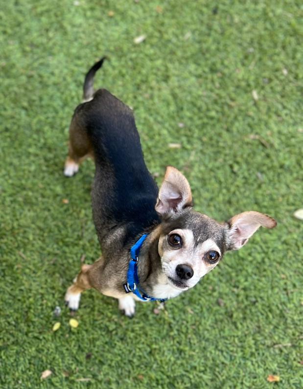 Enlarge Irving, a Adoptable Chihuahua in Dunwoody, GA image 2/3