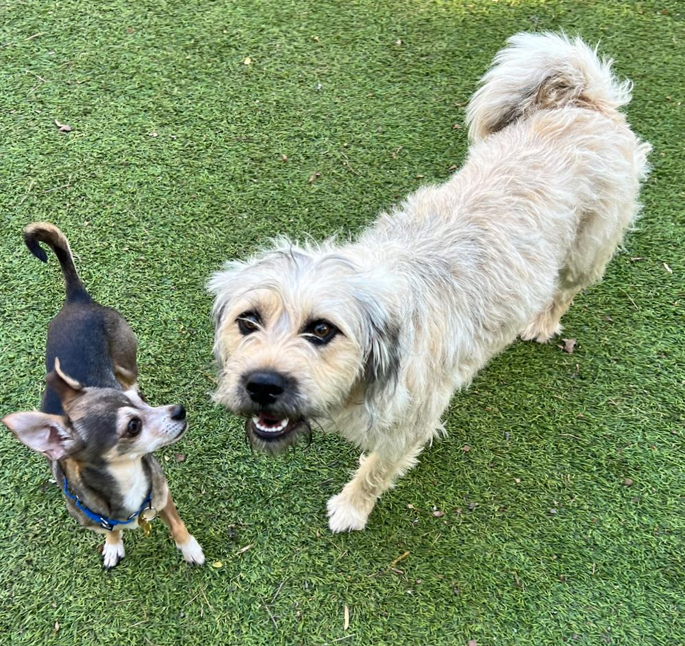 Enlarge Irving, a Adoptable Chihuahua in Dunwoody, GA image 3/3