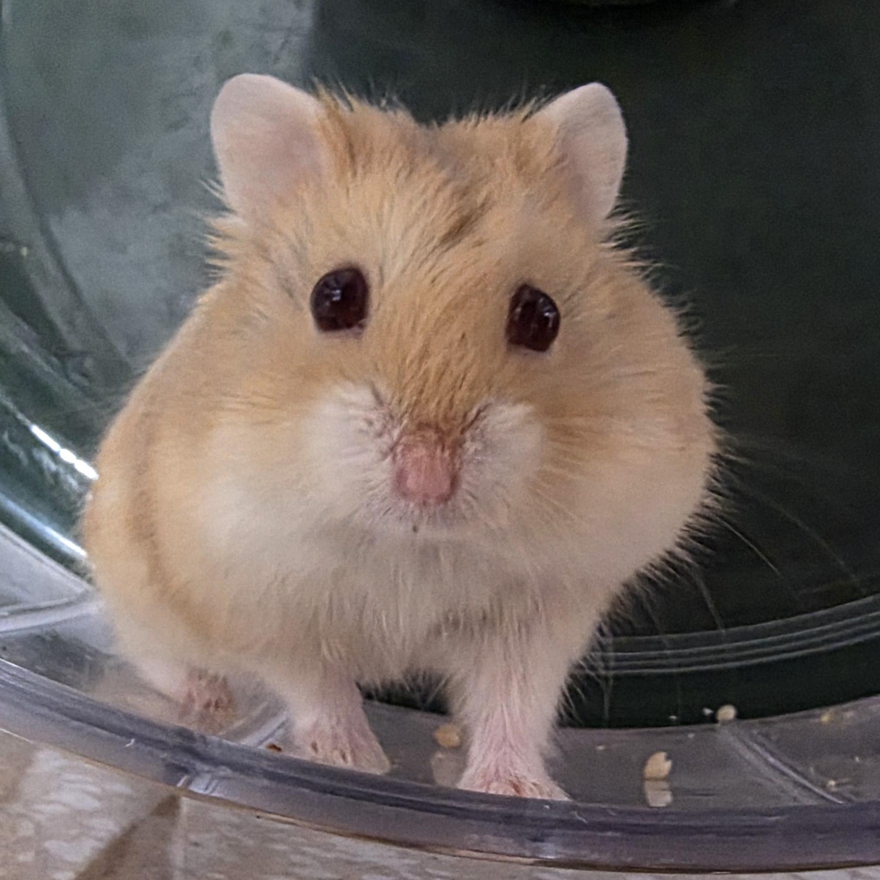 Enlarge Robertito, a ADOPTABLE Dwarf Hamster in Santa Ana, CA image 1/1