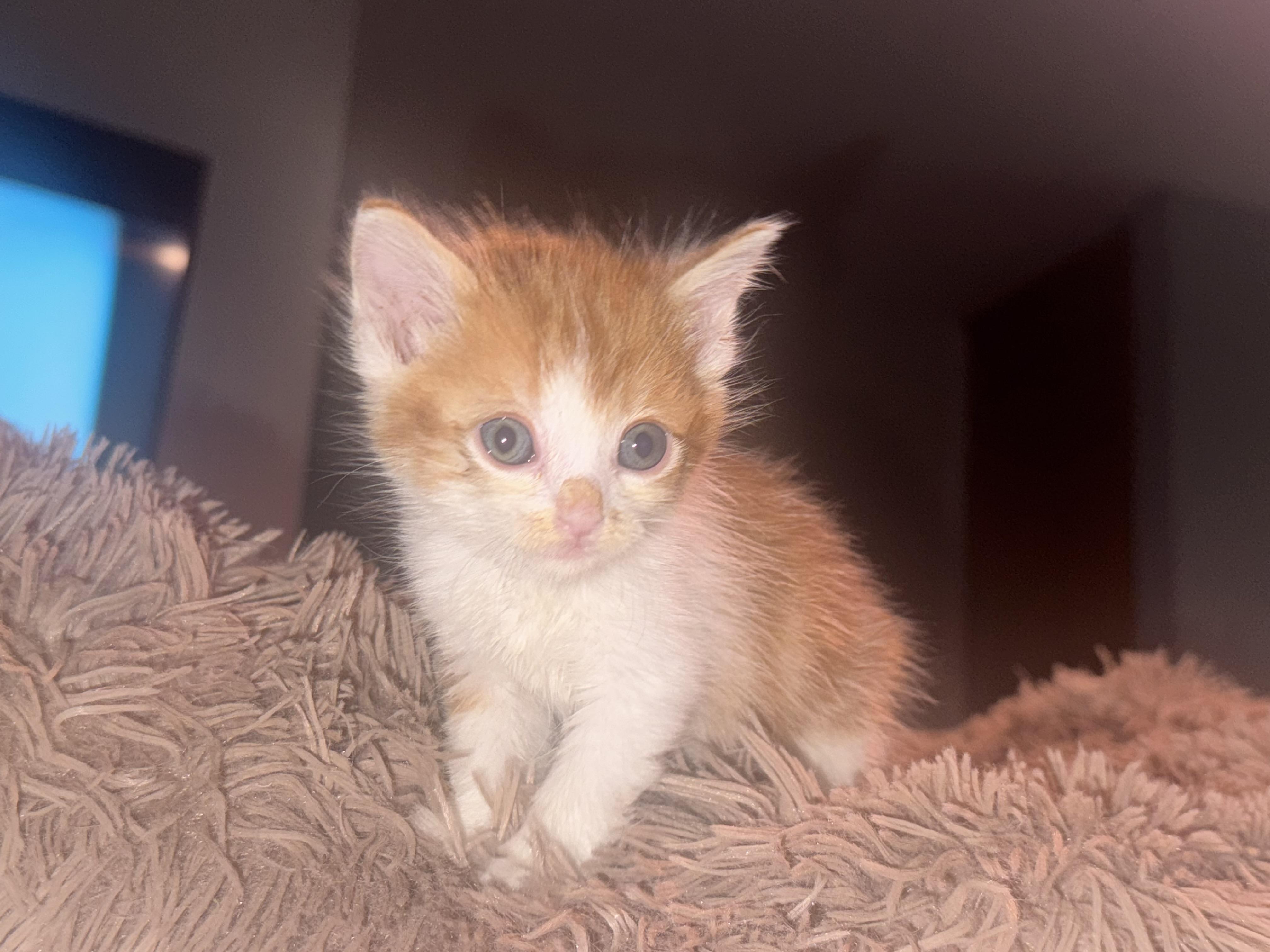 Enlarge Eddy (Ed Sheeran), a Adoptable Domestic Medium Hair in Lodi, CA image 3/6