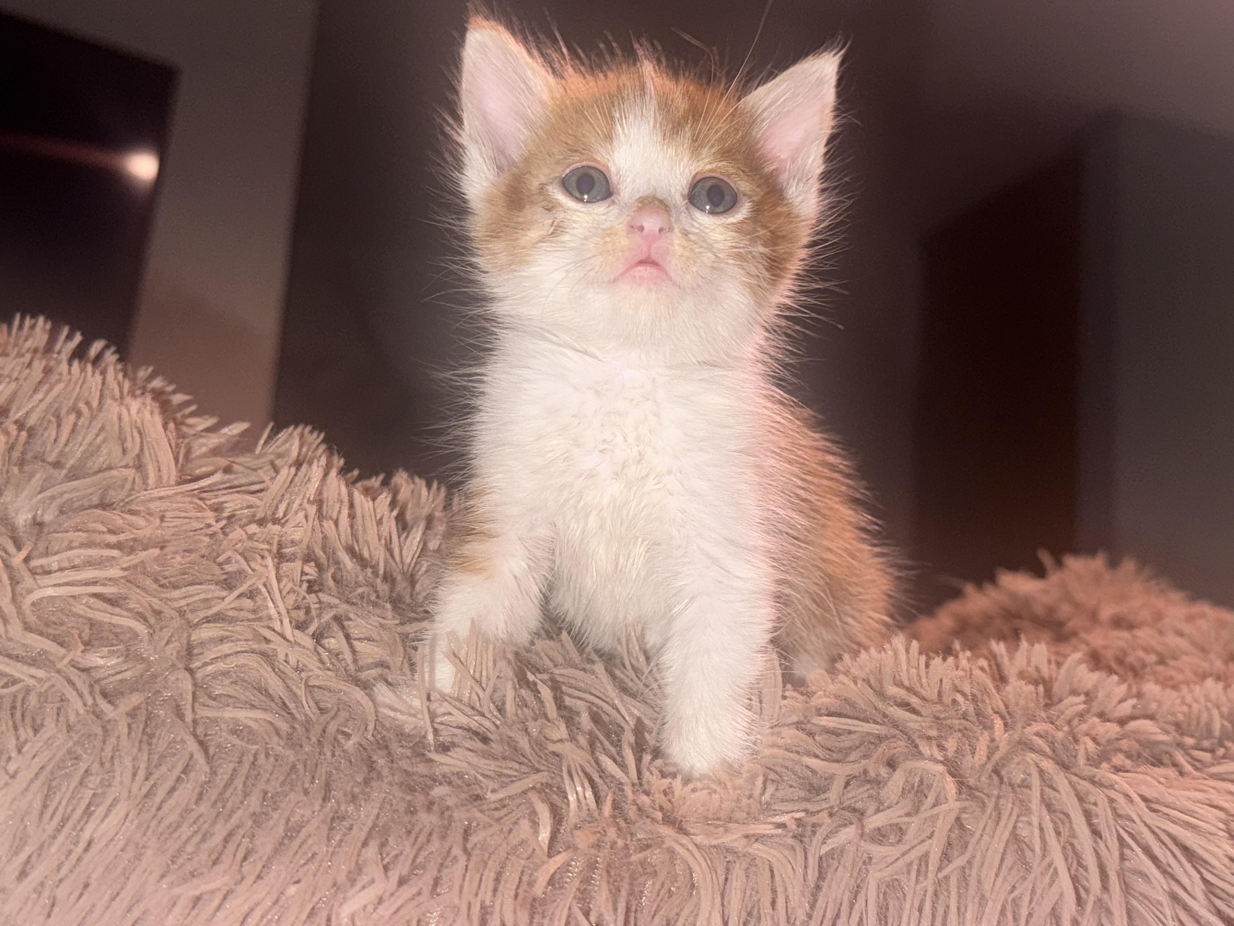 Enlarge Eddy (Ed Sheeran), a Adoptable Domestic Medium Hair in Lodi, CA image 4/6