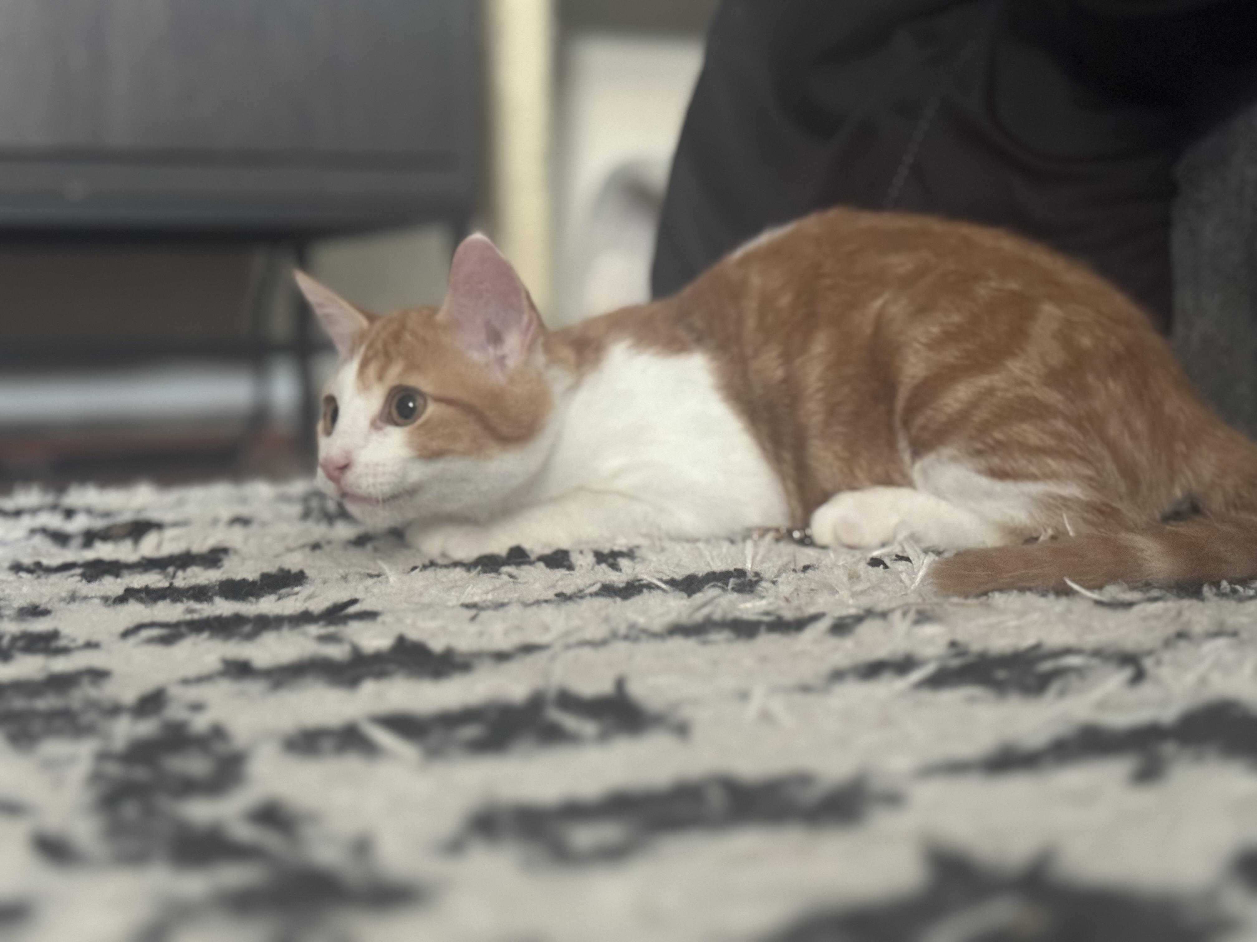 Enlarge Eddy (Ed Sheeran), a Adoptable Domestic Medium Hair in Lodi, CA image 2/6