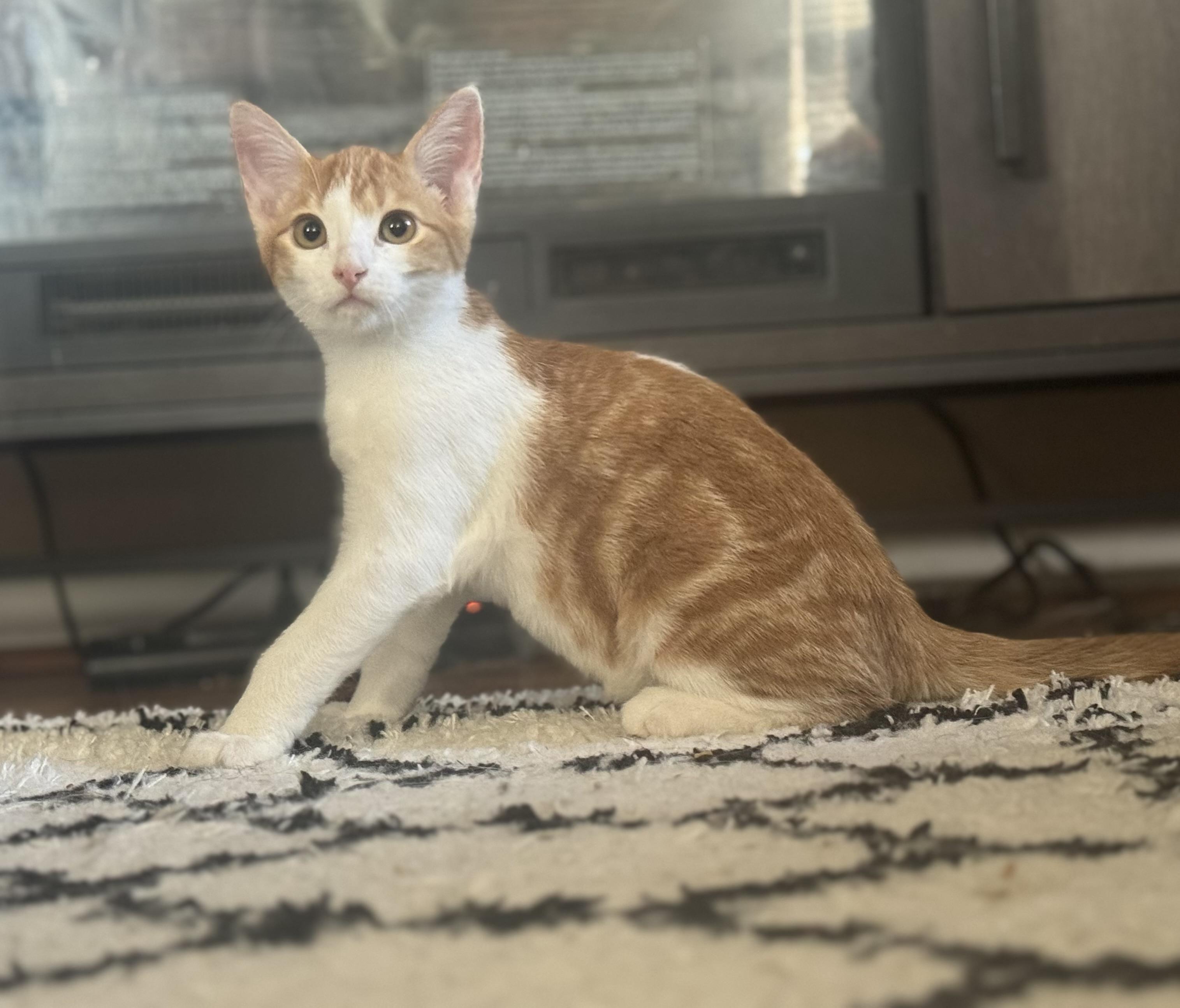 Eddy (Ed Sheeran), Adoptable, Kitten Male Domestic Medium Hair.