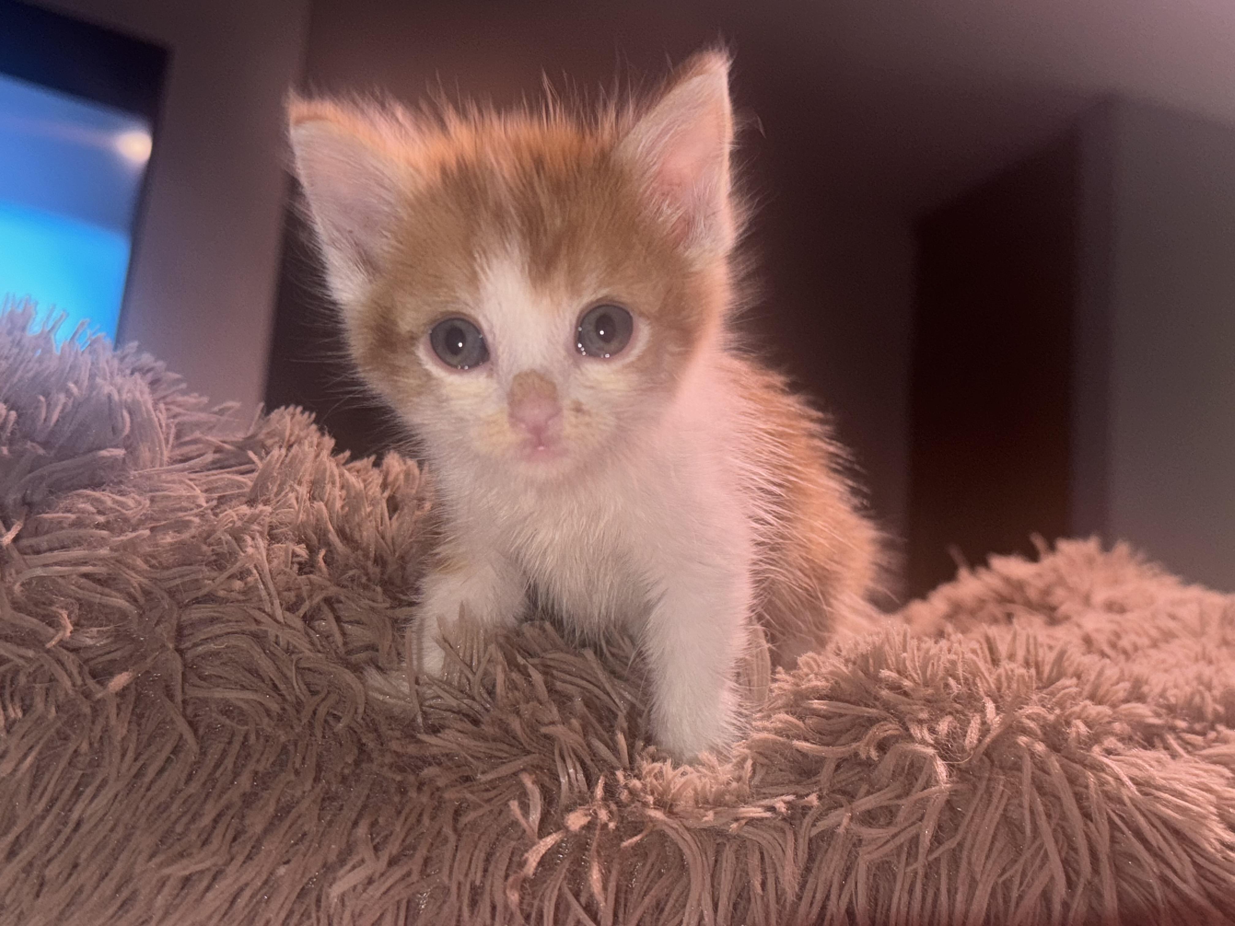 Enlarge Eddy (Ed Sheeran), a Adoptable Domestic Medium Hair in Lodi, CA image 6/6