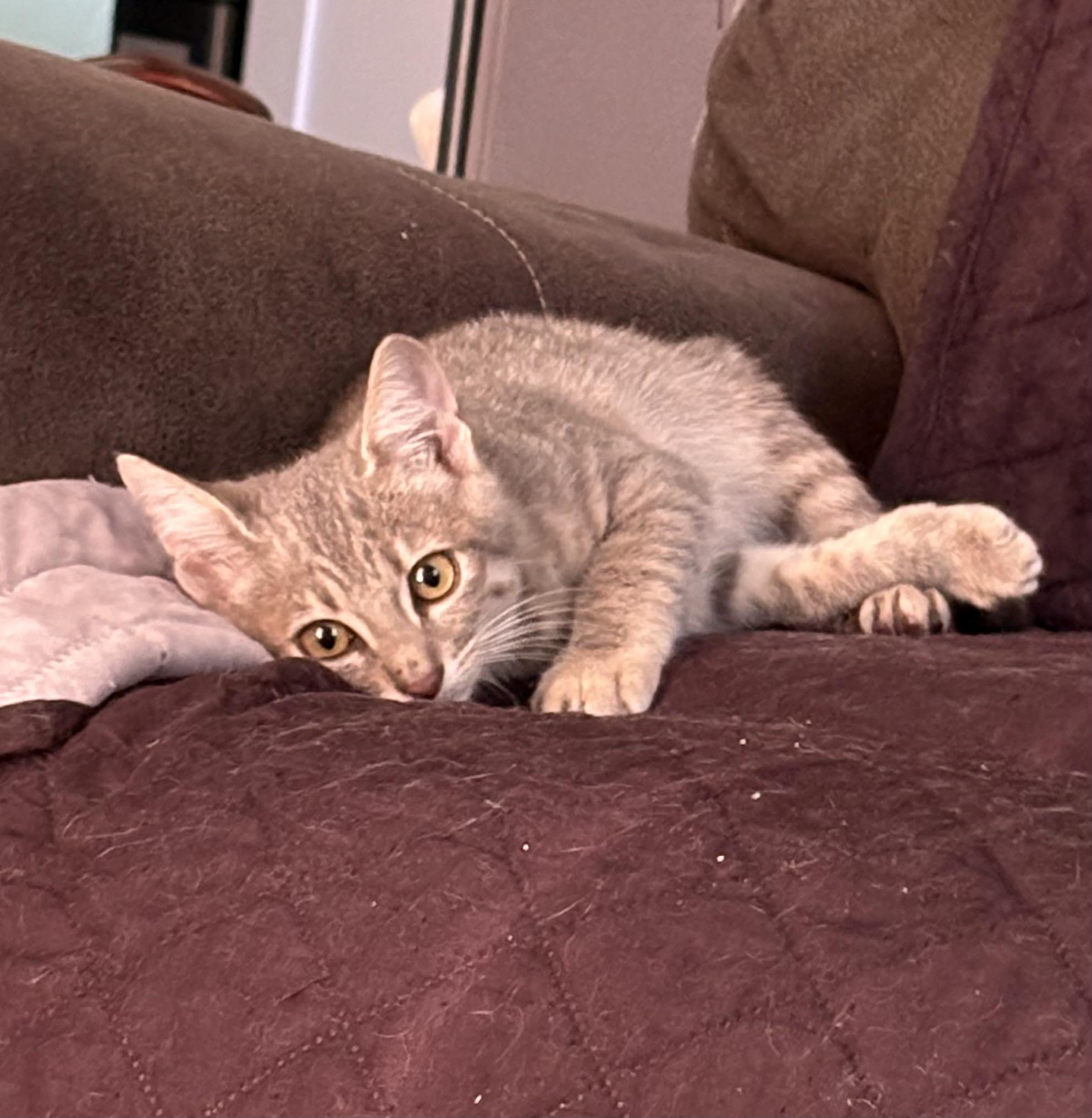 Enlarge Nefertiti, a Adoptable Domestic Short Hair in Aibonito, PR image 2/2