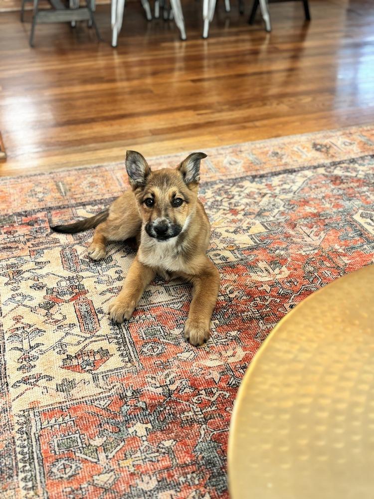 Wesley, Adoptable, Puppy Male Shepherd.