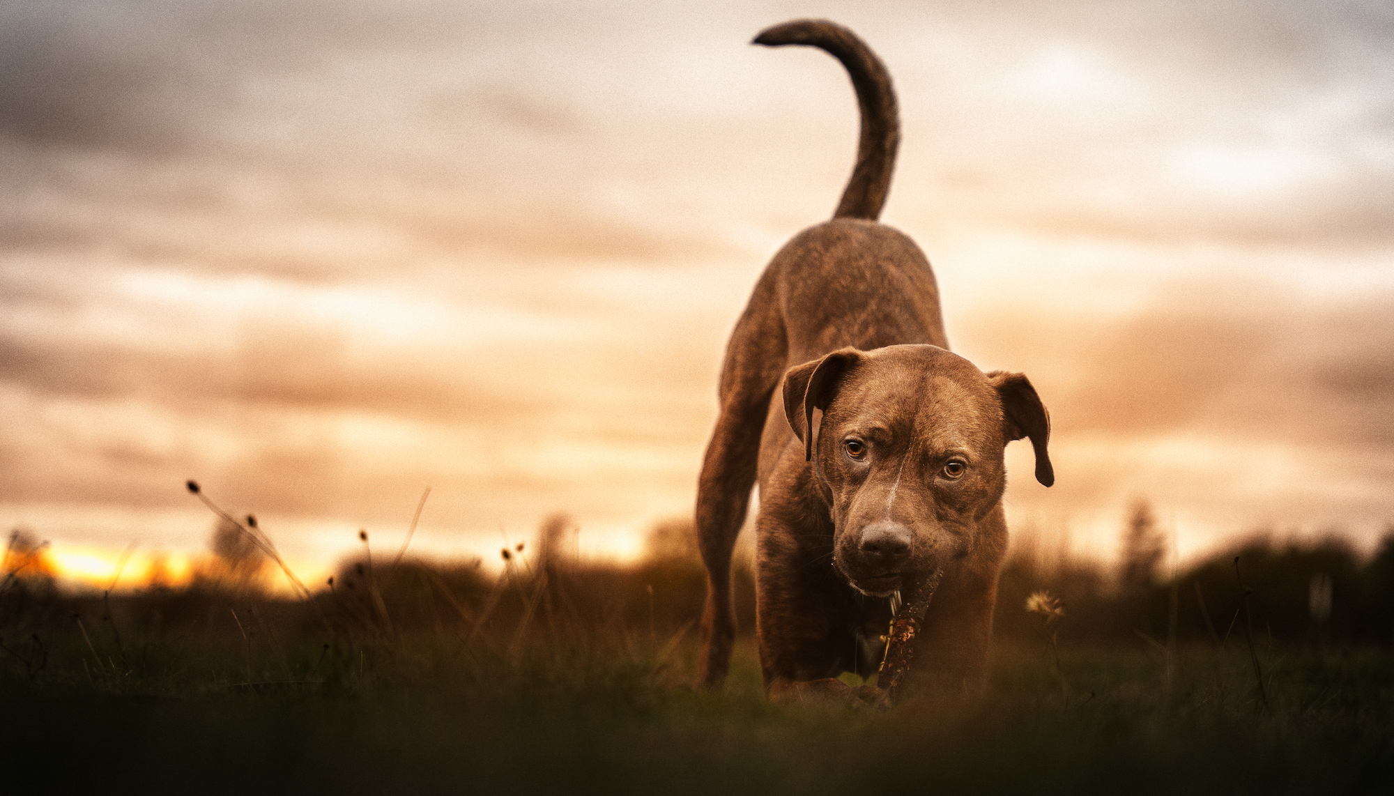 Bruno (in Foster), a Adoptable mixed breed in Port Angeles, WA image 3/4