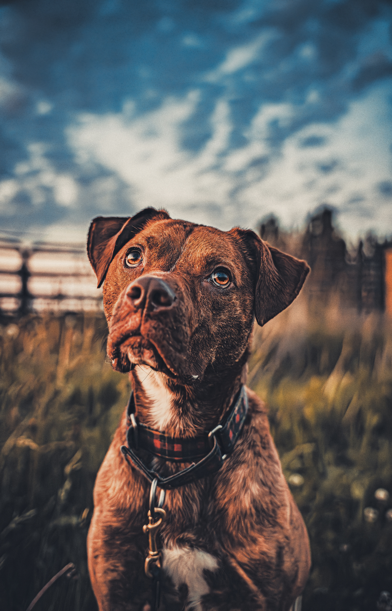 Bruno (in Foster), a Adoptable mixed breed in Port Angeles, WA image 1/4
