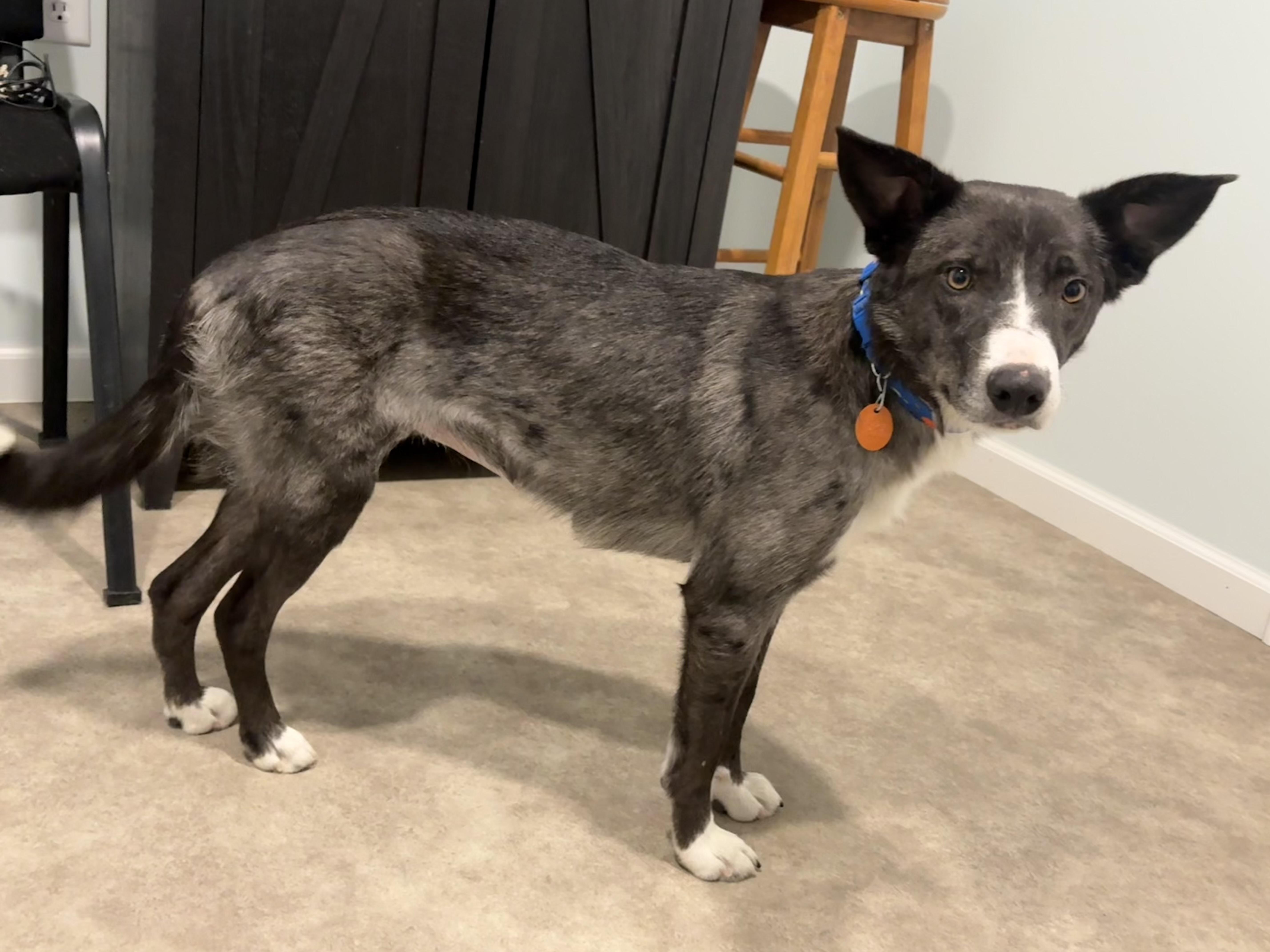 June, a ADOPTABLE mixed breed in Grant, NE image 3/5