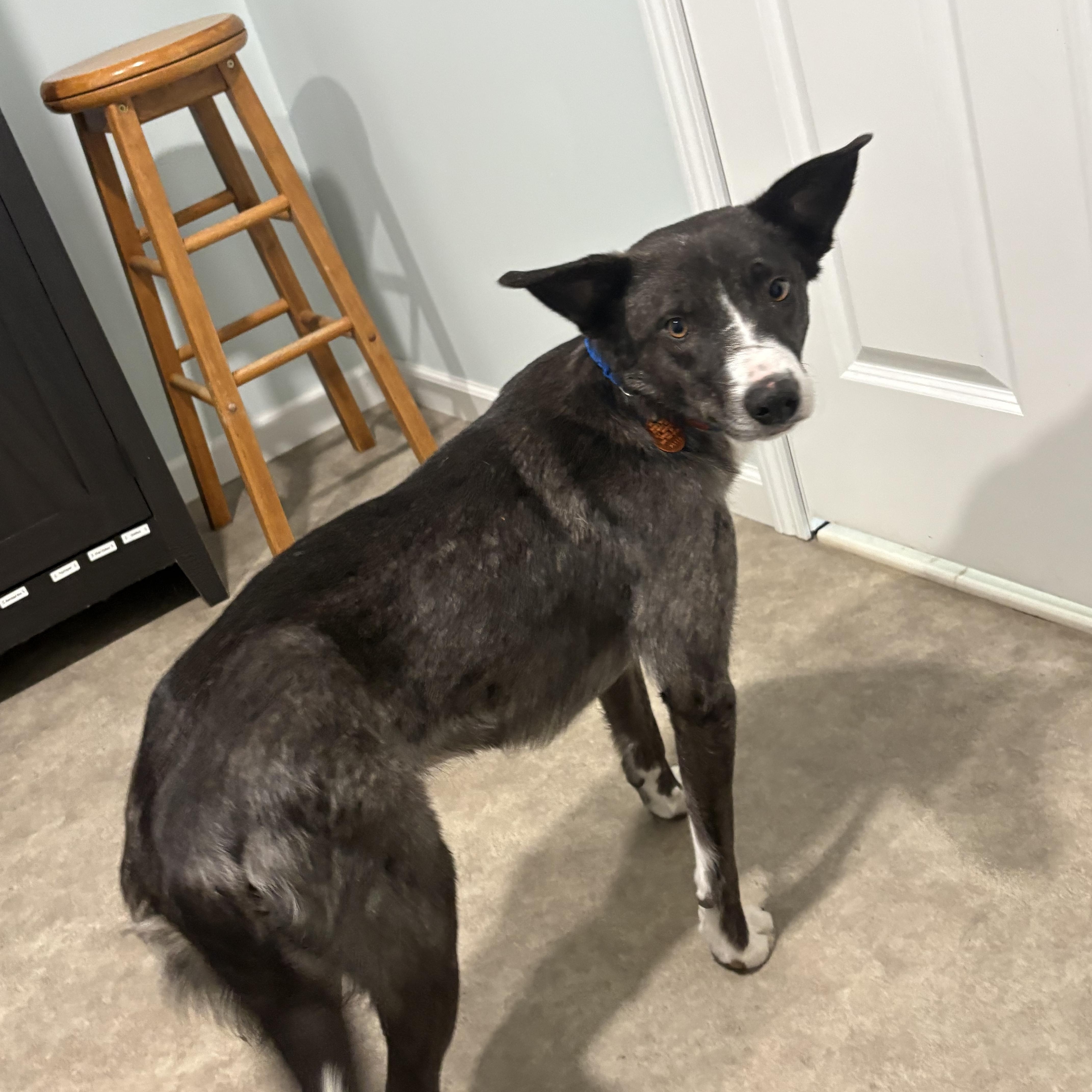 June, a ADOPTABLE mixed breed in Grant, NE image 4/5